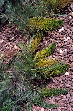 APII jpeg image of Grevillea formosa  © contact APII