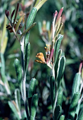 APII jpeg image of Grevillea fuscolutea  © contact APII