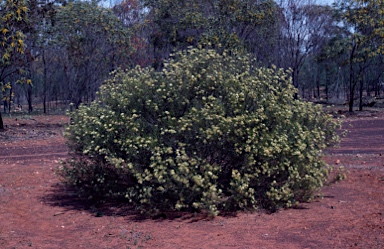 APII jpeg image of Grevillea commutata  © contact APII