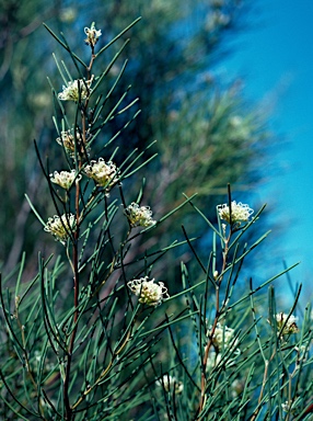 APII jpeg image of Grevillea hakeoides subsp. hakeoides  © contact APII