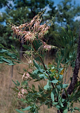 APII jpeg image of Grevillea decurrens  © contact APII