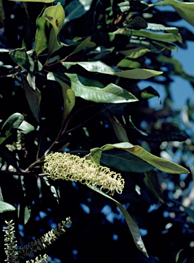 APII jpeg image of Grevillea hilliana  © contact APII