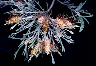 APII jpeg image of Grevillea hookeriana subsp. apiciloba  © contact APII