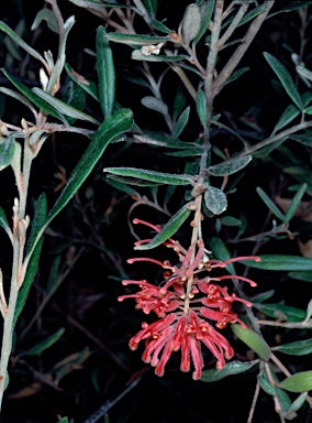 APII jpeg image of Grevillea irrasa subsp. didymochiton  © contact APII