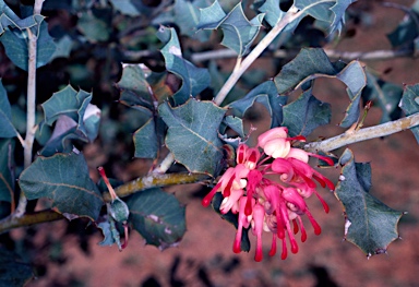 APII jpeg image of Grevillea insignis  © contact APII