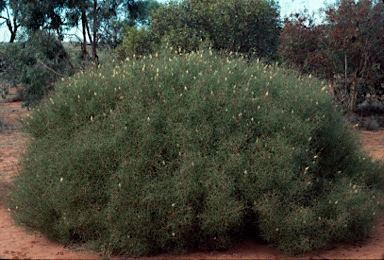 APII jpeg image of Grevillea intricata  © contact APII