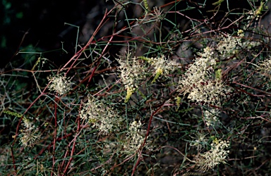 APII jpeg image of Grevillea intricata  © contact APII