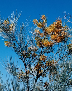 APII jpeg image of Grevillea juncifolia  © contact APII