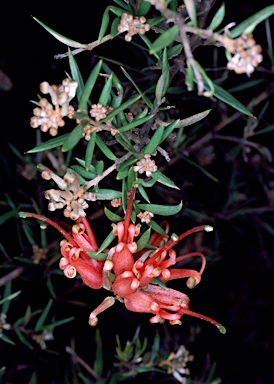 APII jpeg image of Grevillea juniperina  © contact APII