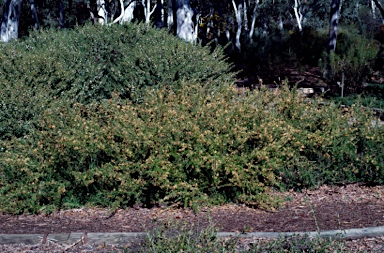 APII jpeg image of Grevillea juniperina subsp. amphitricha  © contact APII