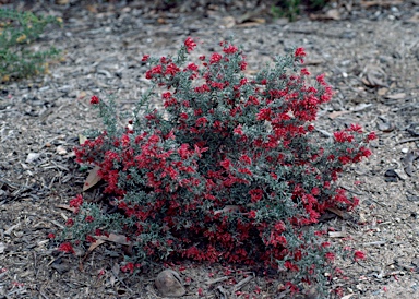 APII jpeg image of Grevillea lavandulacea 'Tanunda'  © contact APII