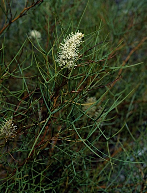 APII jpeg image of Grevillea leucoclada  © contact APII