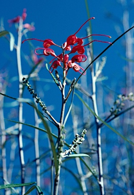 APII jpeg image of Grevillea longistyla  © contact APII