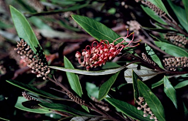 APII jpeg image of Grevillea macleayana  © contact APII