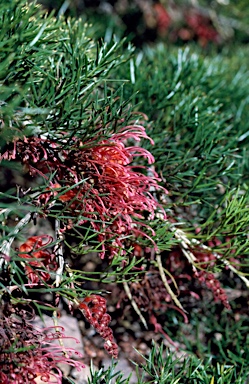 APII jpeg image of Grevillea maxwellii  © contact APII