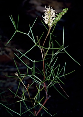 APII jpeg image of Grevillea minutiflora  © contact APII