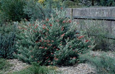 APII jpeg image of Grevillea nivea  © contact APII