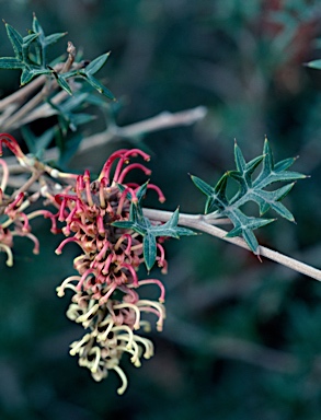 APII jpeg image of Grevillea pachylostyla  © contact APII