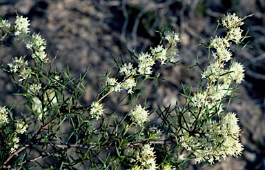 APII jpeg image of Grevillea biternata  © contact APII