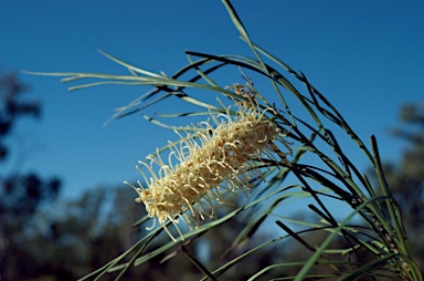 APII jpeg image of Grevillea parallela  © contact APII