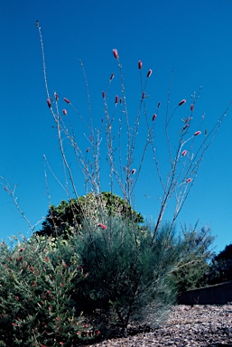 APII jpeg image of Grevillea petrophiloides  © contact APII