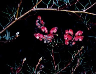 APII jpeg image of Grevillea neodissecta  © contact APII