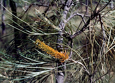 APII jpeg image of Grevillea pteridifolia  © contact APII