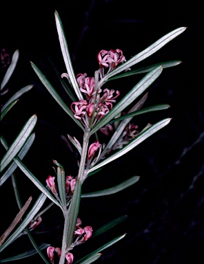 APII jpeg image of Grevillea quinquenervis  © contact APII