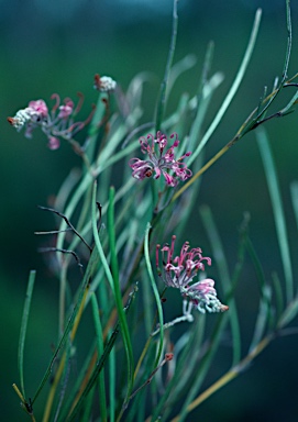 APII jpeg image of Grevillea reptans  © contact APII