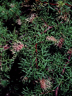 APII jpeg image of Grevillea rivularis  © contact APII