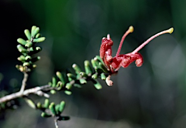 APII jpeg image of Grevillea muricata  © contact APII