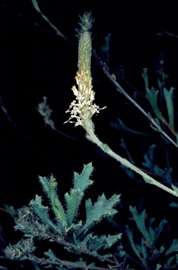 APII jpeg image of Grevillea rudis  © contact APII