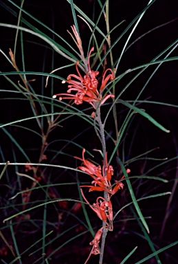 APII jpeg image of Grevillea dimorpha  © contact APII