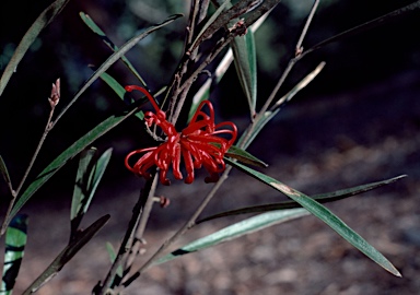 APII jpeg image of Grevillea oleoides  © contact APII