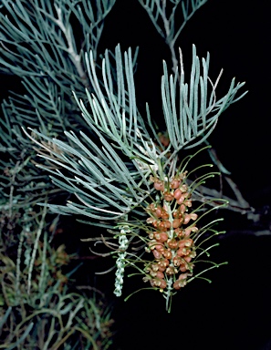 APII jpeg image of Grevillea stenomera  © contact APII