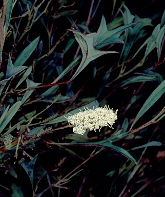 APII jpeg image of Grevillea synapheae subsp. synapheae  © contact APII