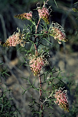 APII jpeg image of Grevillea teretifolia  © contact APII