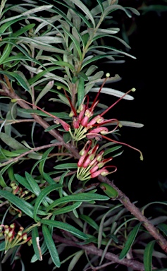 APII jpeg image of Grevillea obtusifolia  © contact APII