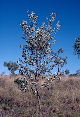 APII jpeg image of Grevillea velutinella  © contact APII