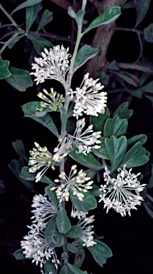 APII jpeg image of Grevillea vestita subsp. vestita  © contact APII