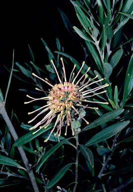 APII jpeg image of Grevillea 'Apricot Glow'  © contact APII