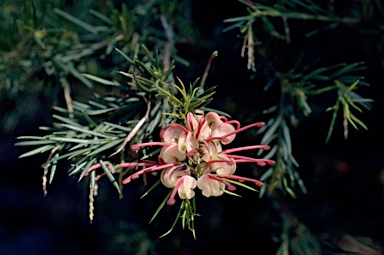 APII jpeg image of Grevillea 'Belbra'  © contact APII