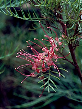 APII jpeg image of Grevillea 'Billy Bonkers'  © contact APII