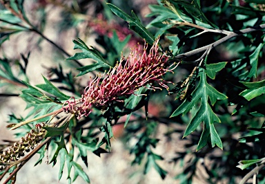 APII jpeg image of Grevillea 'Copper Crest'  © contact APII