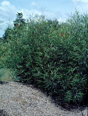 APII jpeg image of Grevillea 'Fire Sprite'  © contact APII