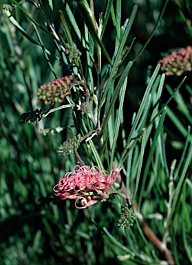 APII jpeg image of Grevillea 'Frosty Pink'  © contact APII