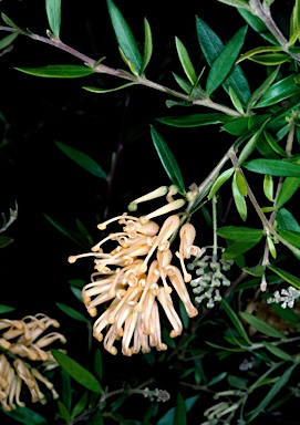 APII jpeg image of Grevillea 'Goldfever'  © contact APII