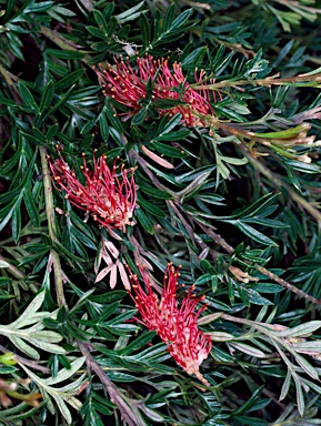 APII jpeg image of Grevillea 'Green Glow'  © contact APII