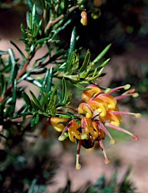 APII jpeg image of Grevillea 'Jubilee'  © contact APII