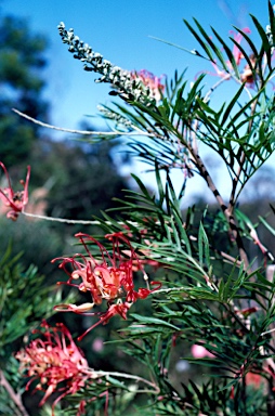 APII jpeg image of Grevillea 'Mason's Hybrid'  © contact APII